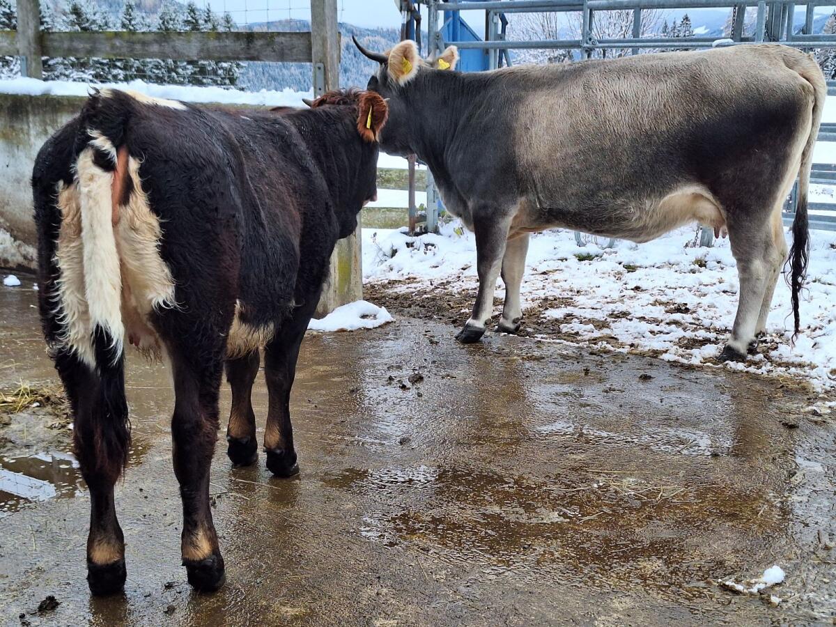 Grauvieh Kreuzung weiblich BIO 3