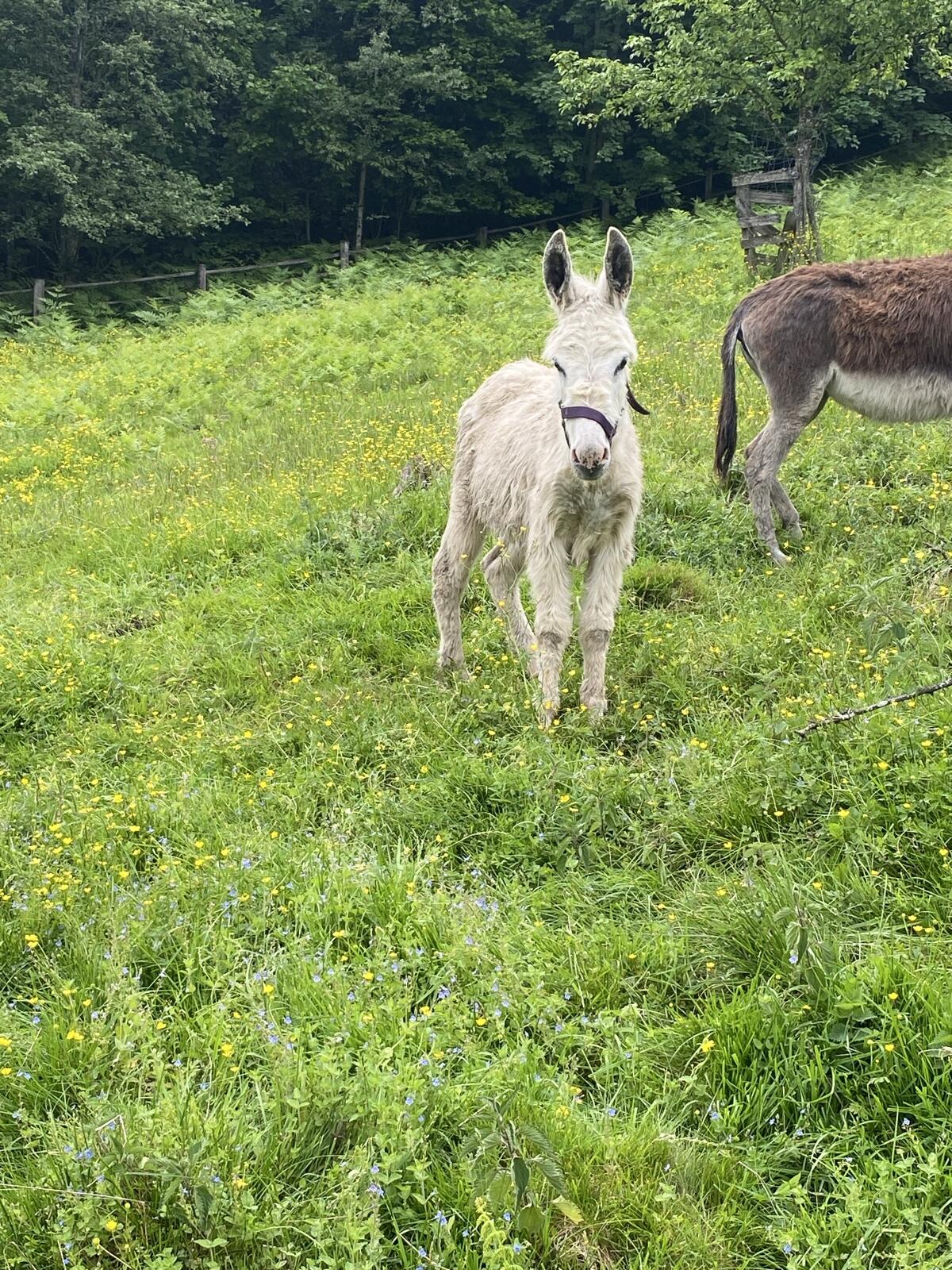 Verkaufe zwei Eselhengste 3