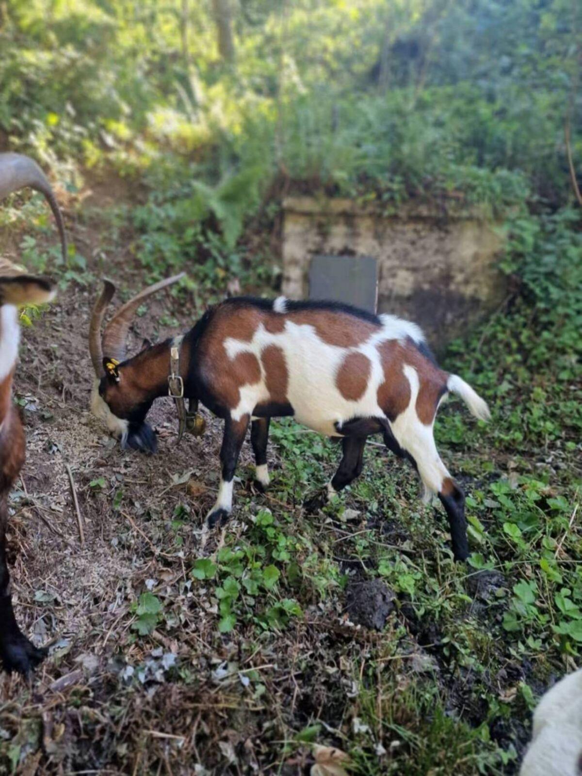 Joker Tauernscheck Bock 3