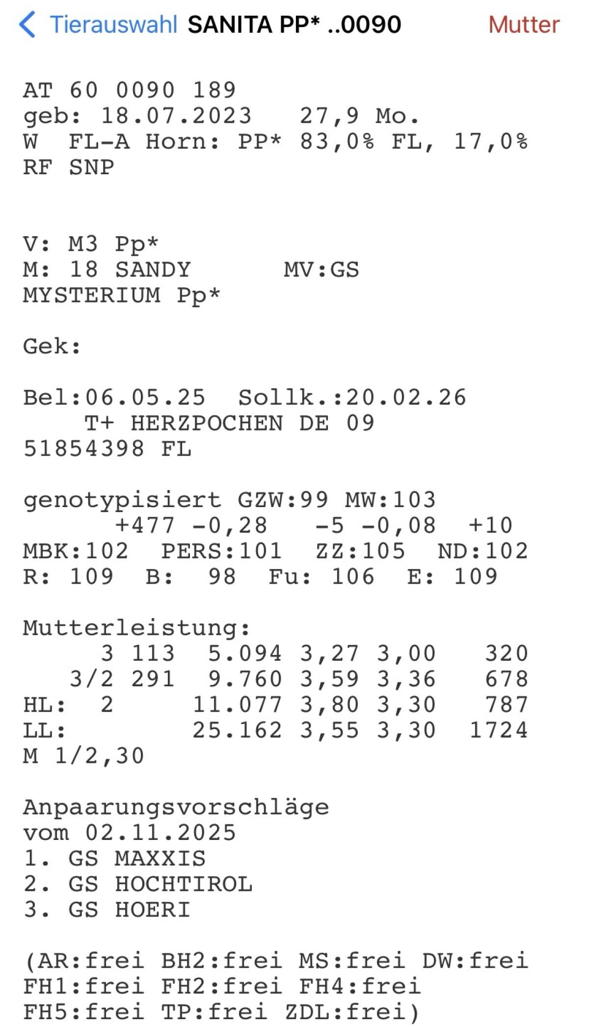 Fleckvieh Kalbin, reinerbig hornlos 2