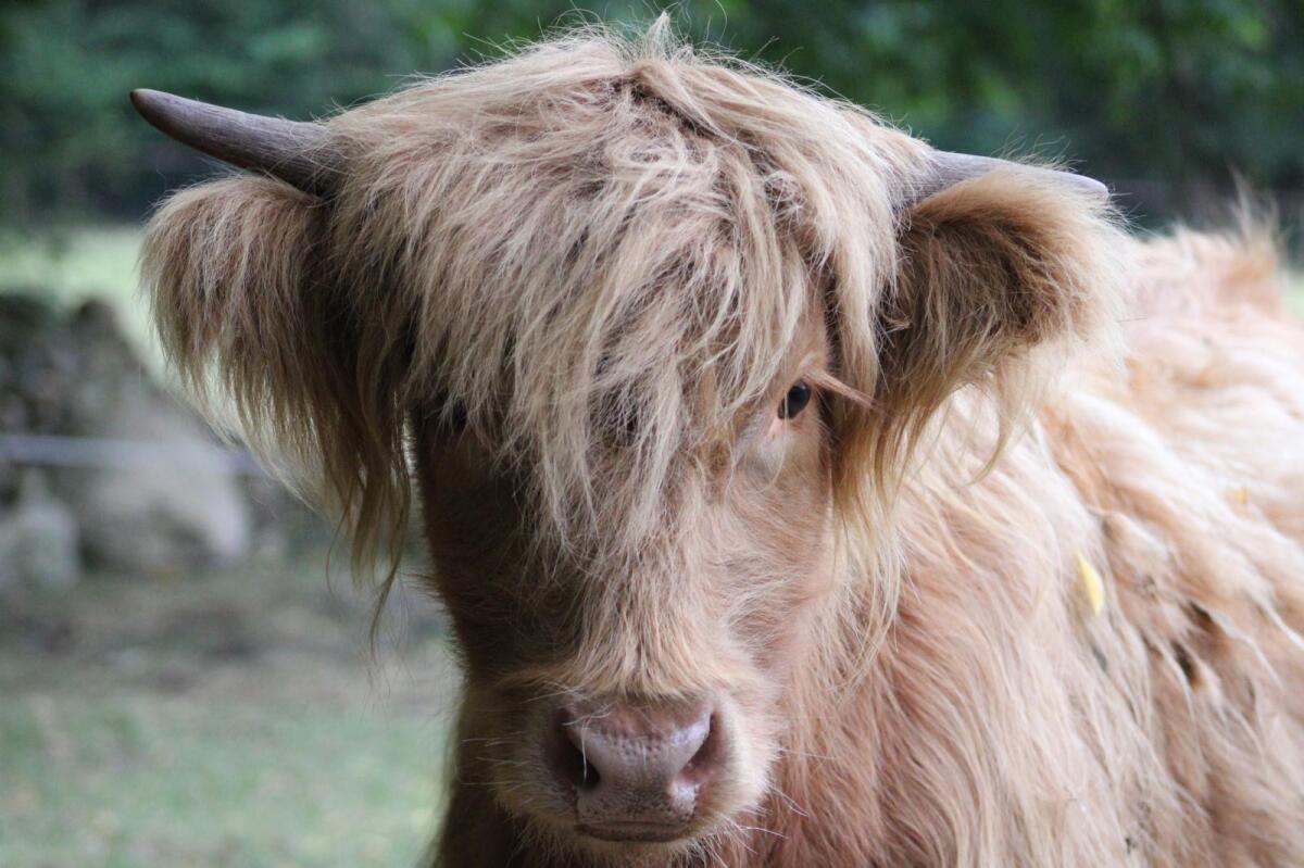 Miniatur Highland Rinder, Lilliput Rind 1