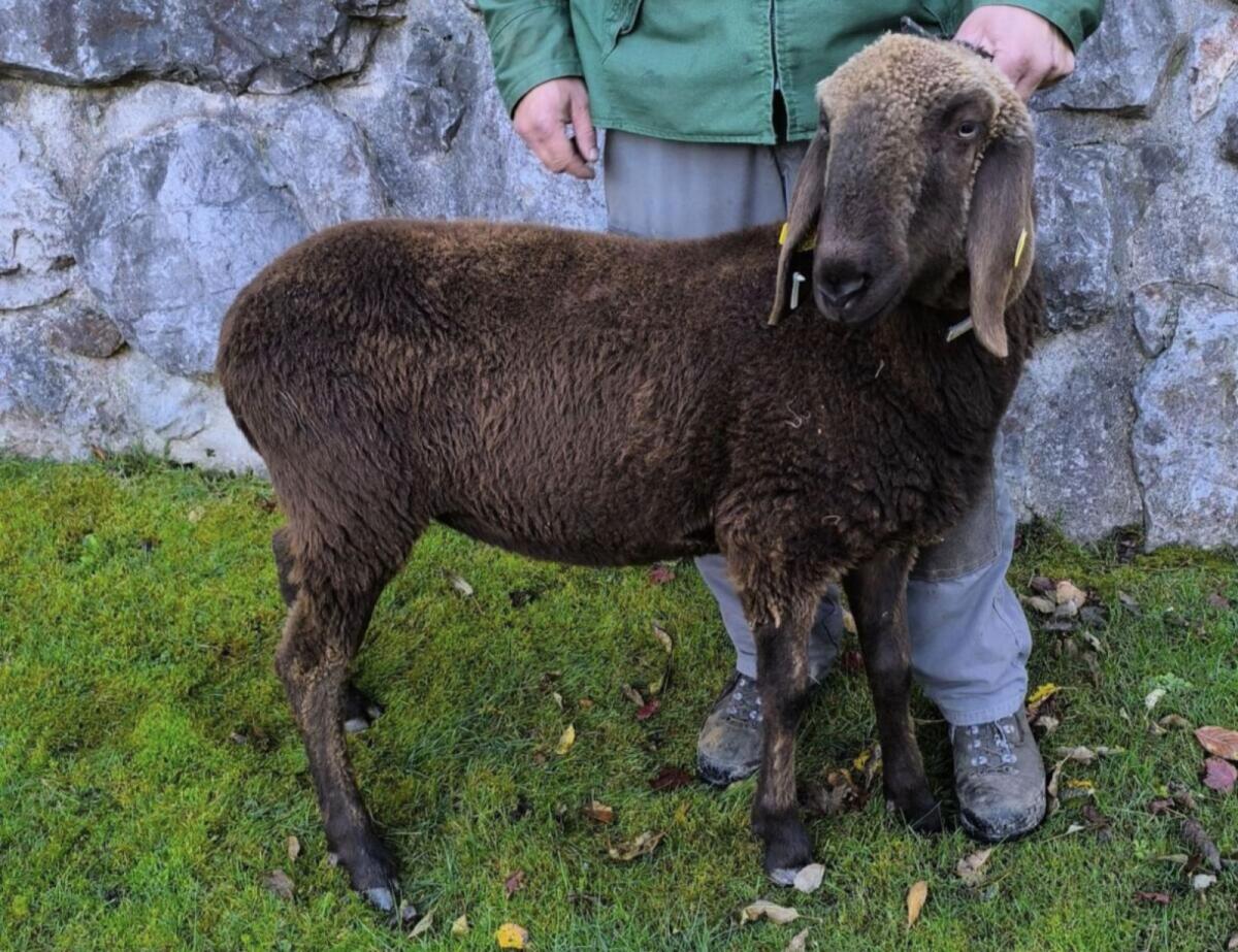 Verkaufe braunes Bergschaf Kilbern HB 2