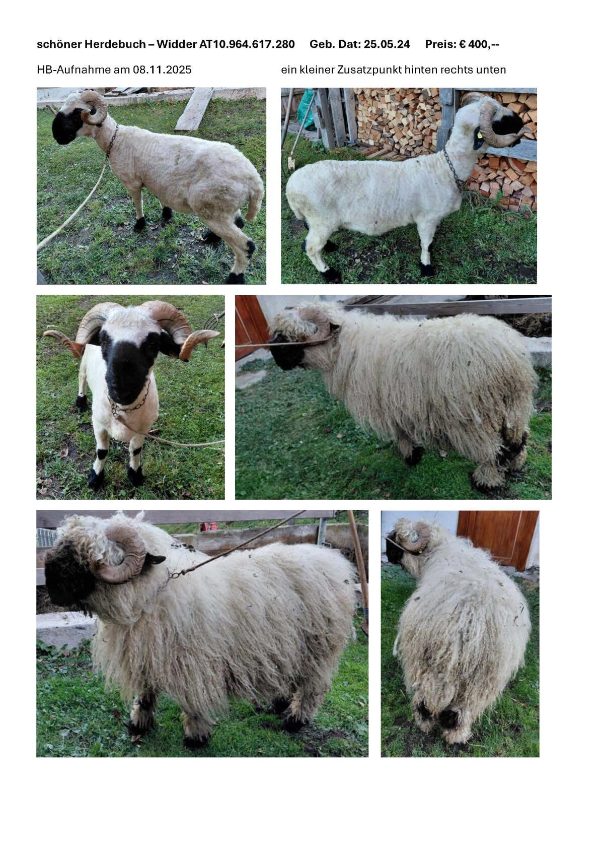 Junger Herdebuch-Widder 1