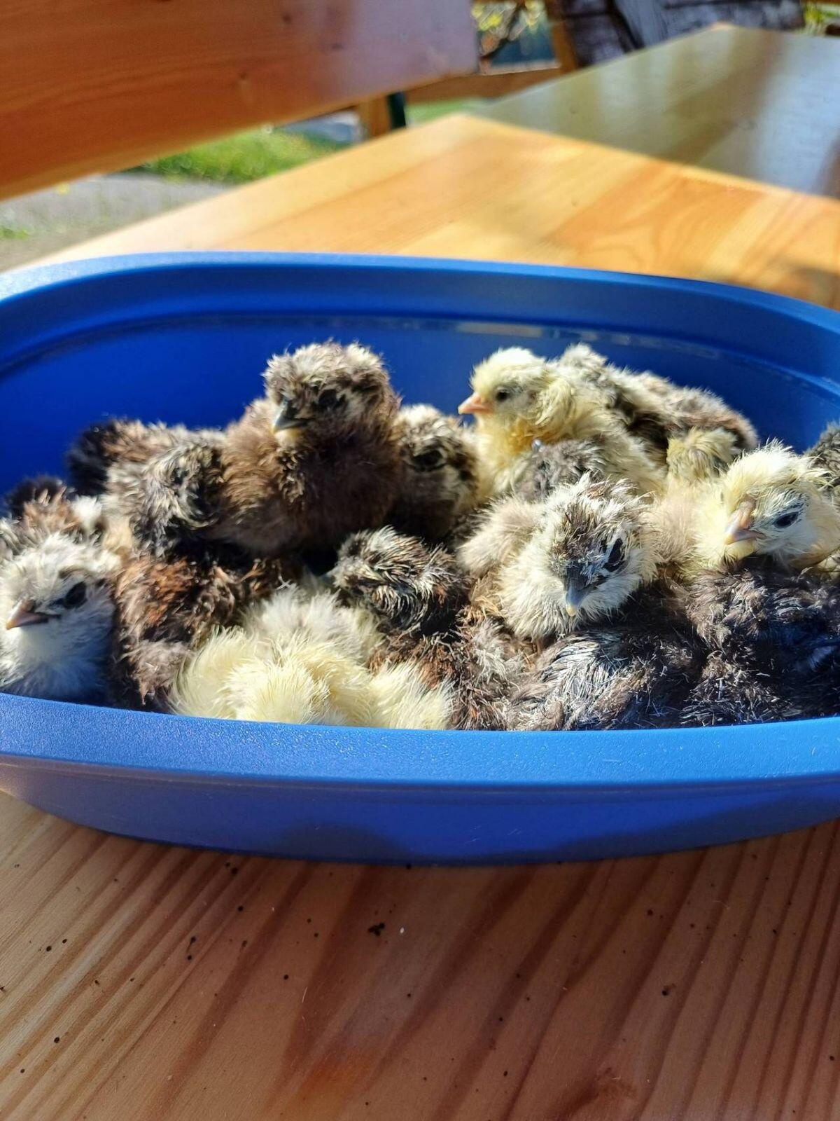 Zwergseidenhühner, Zwergseidenküken 1