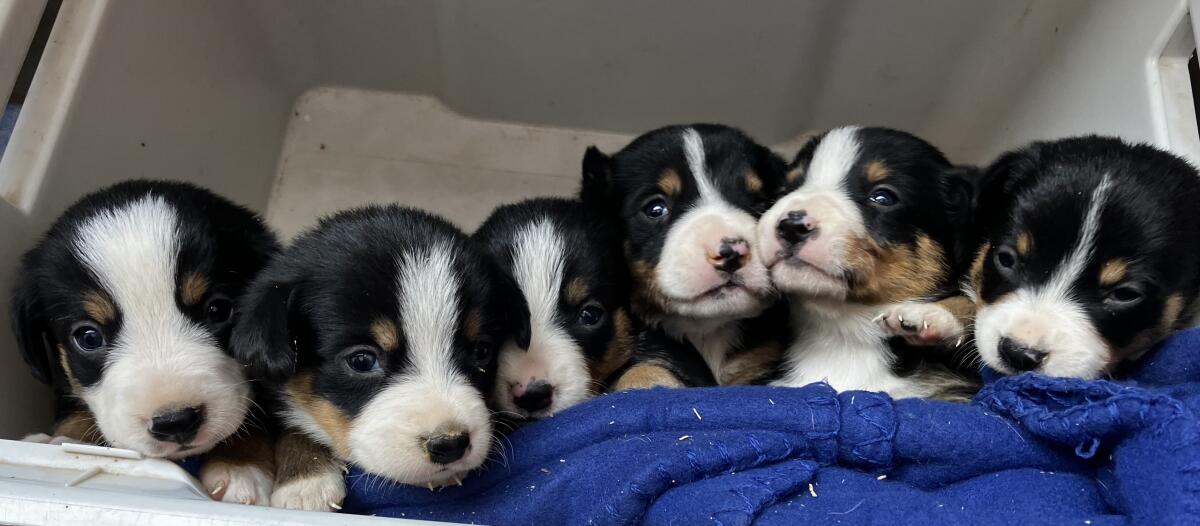 Verkaufe Entlebucher 3