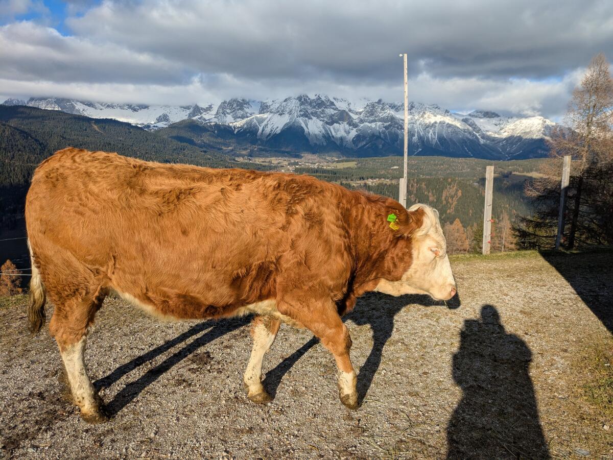 Bio Fleckvieh Kalbin trächtig 1