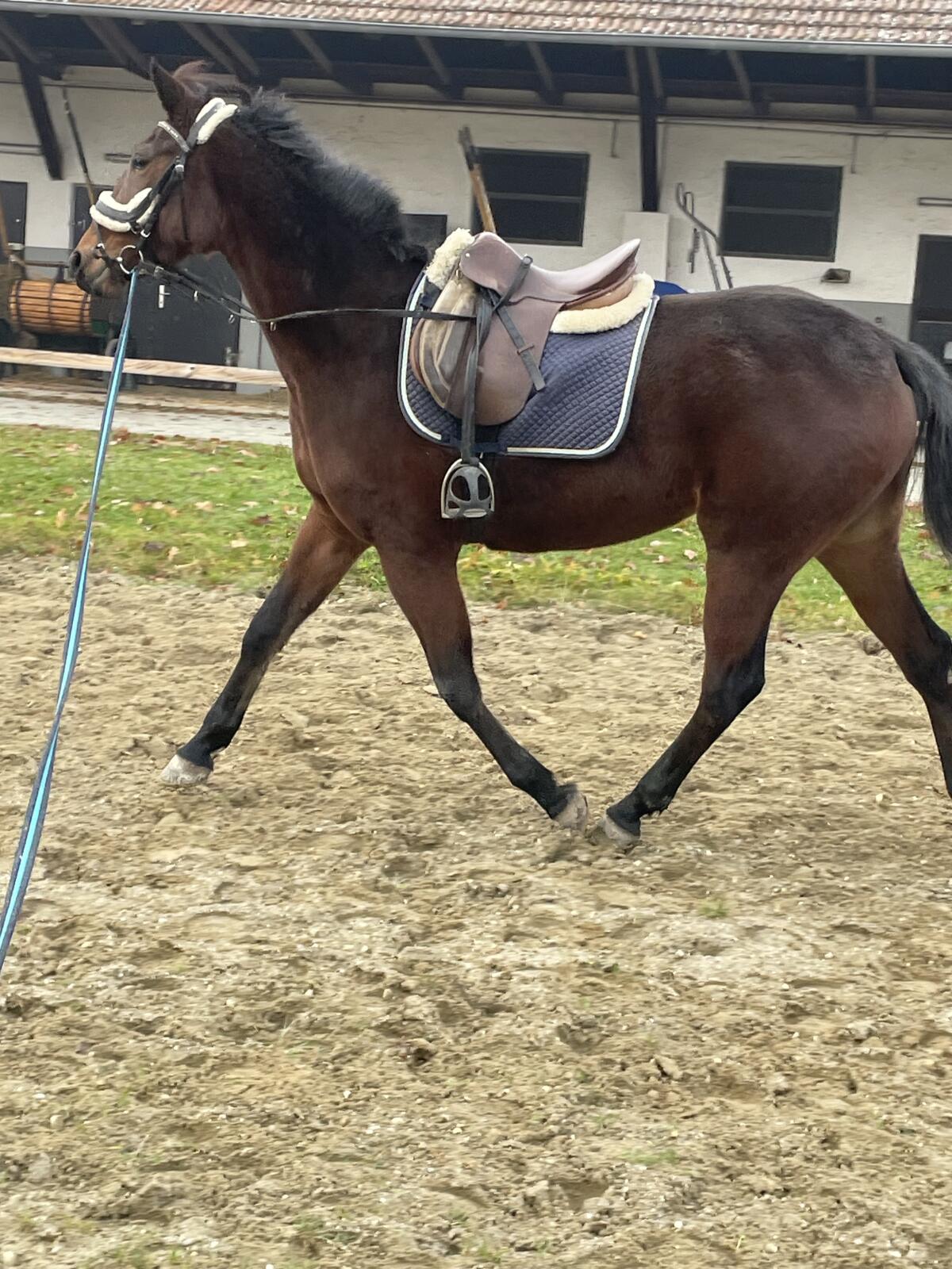 Freizeitpferd Stute 1