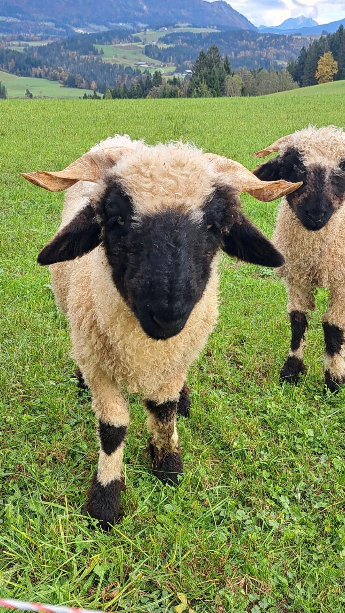 Walliser Schwarznasen 1