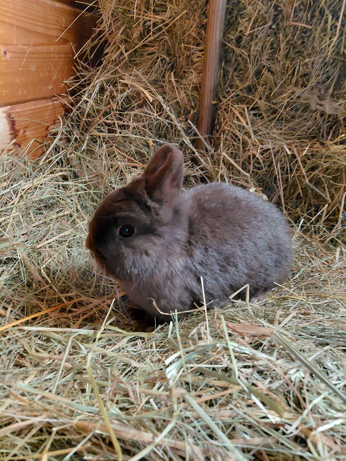 Farbenzwerg Havanna, Kaninchen, Zwerghase 1