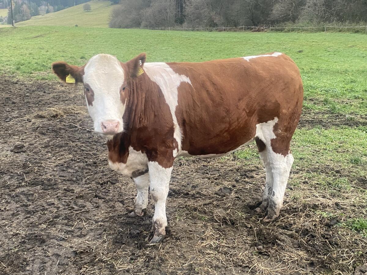 Hochtypisierte Fleckviehkalbin trächtig 1