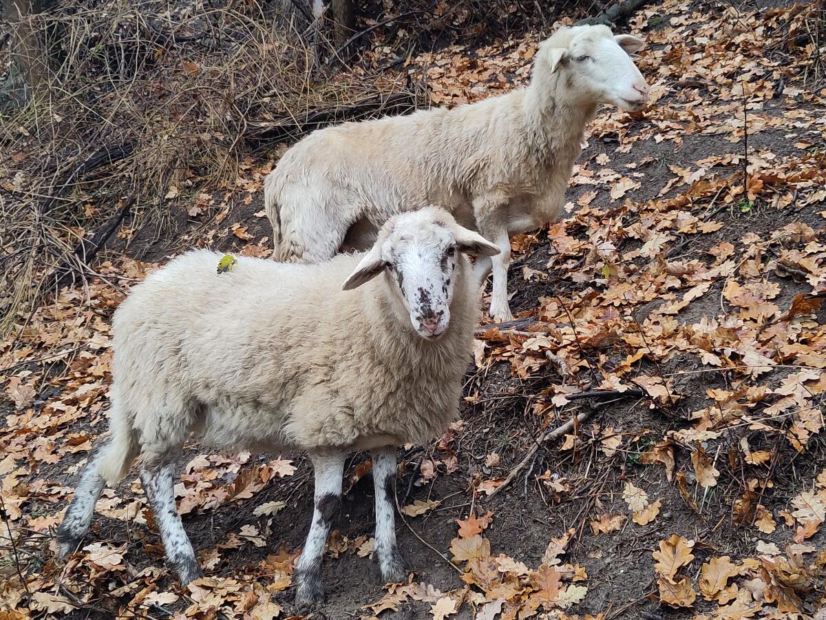 Krainer Steinschafe 1