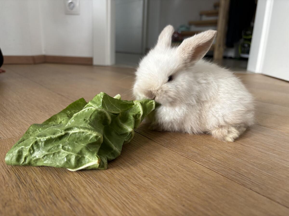 Babyhäsin Mini Lop Zwergkaninchen 1