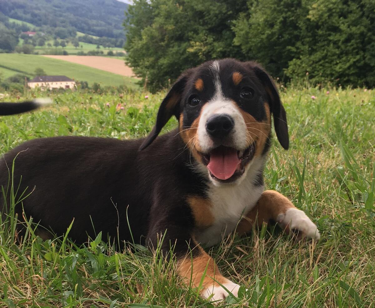 Verkaufe Entlebucher 2