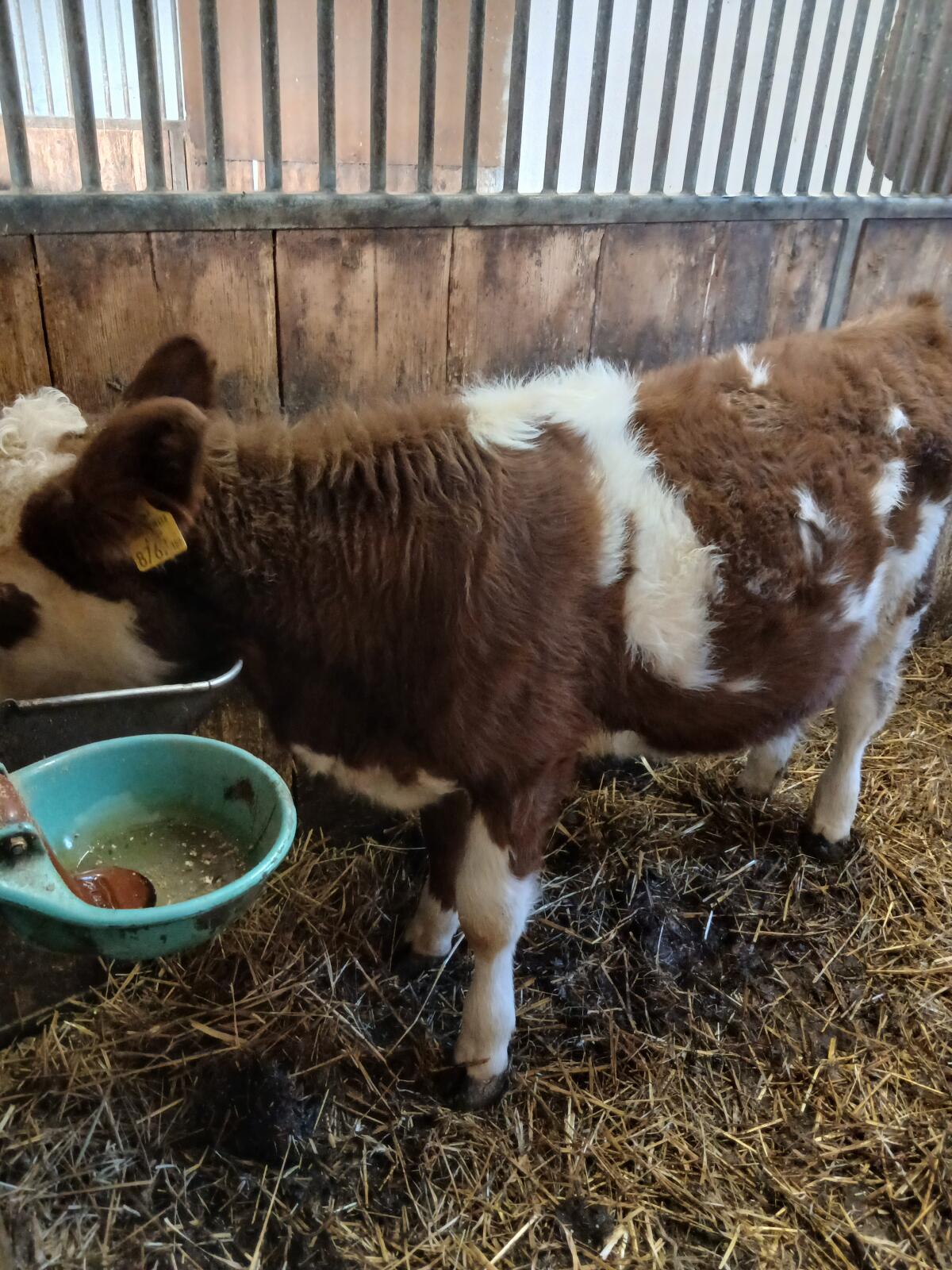 Fresser/Einsteller weibl. FV 3