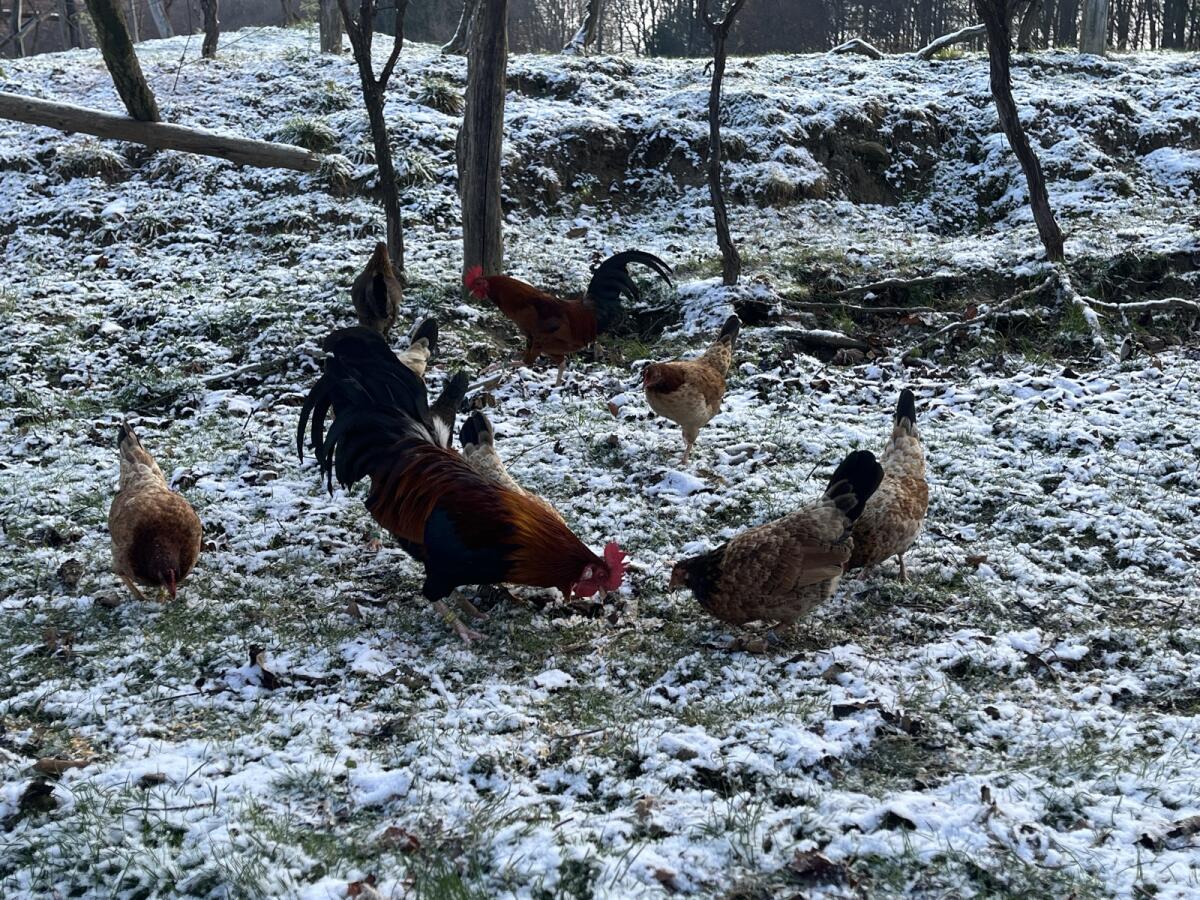 Steinpiperl, Stoahendel, Zwerghühner 2