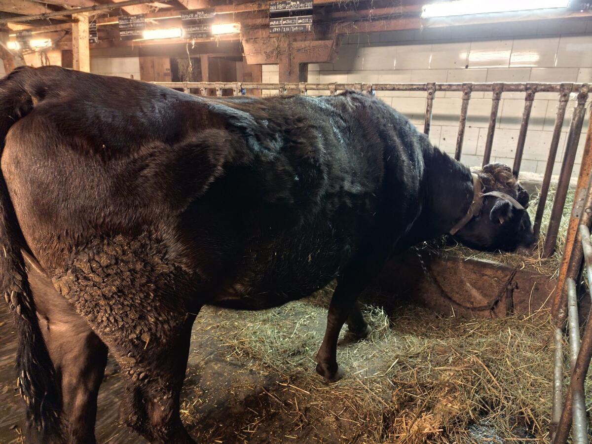 Schlachtreifes Kreuzungsrind 50% Wagyu, 50% BS 1