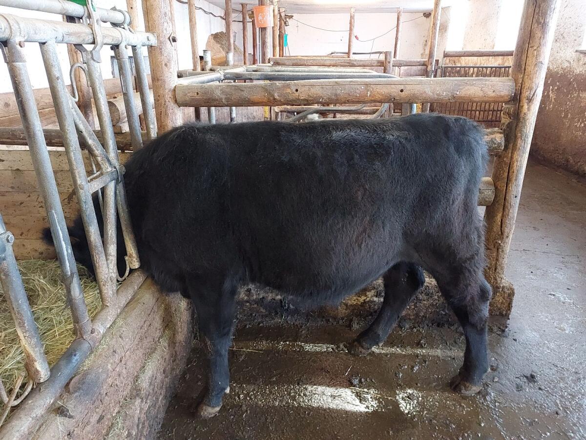 Bio - Aberdeen Angus Stier 2