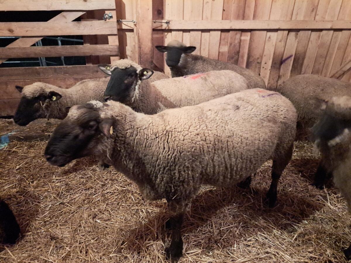 Schwarzkopf Zuchtbock 1