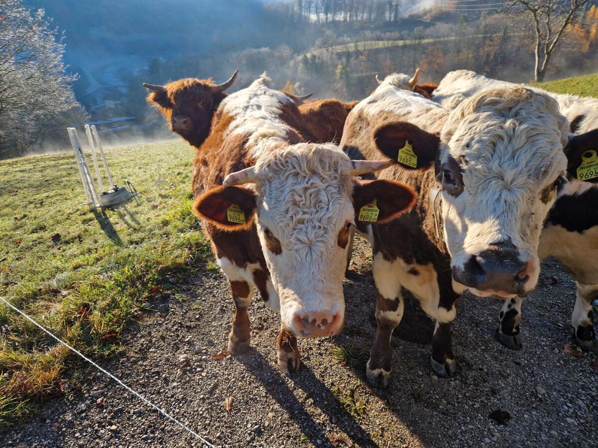 Verkaufe Bio-Kalbinnen 1