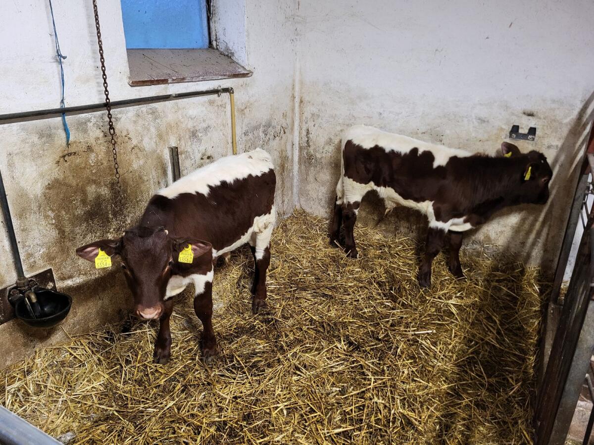 2 Original Pinzgauer Stierkälber 2