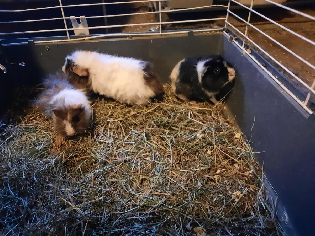 Meerschweinchen suchen ein neues Zuhause 3