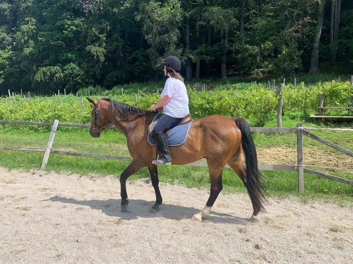 Wunderschönes Freizeitpferd Ad Libitum 2