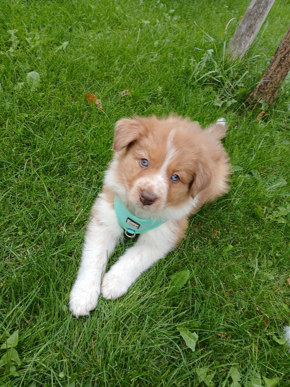 Border Collie Show Line Welpen 3