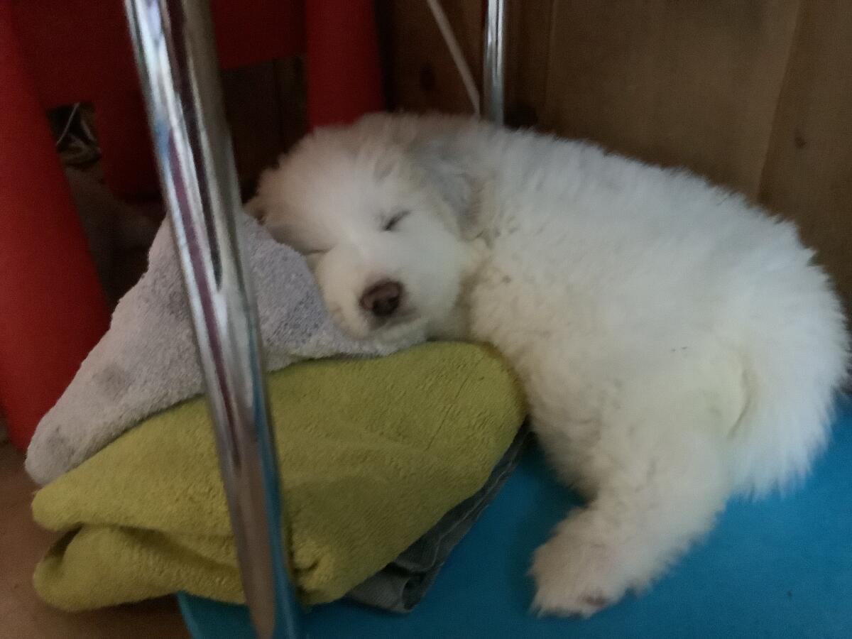 Pyrenäenberghund Welpe 3