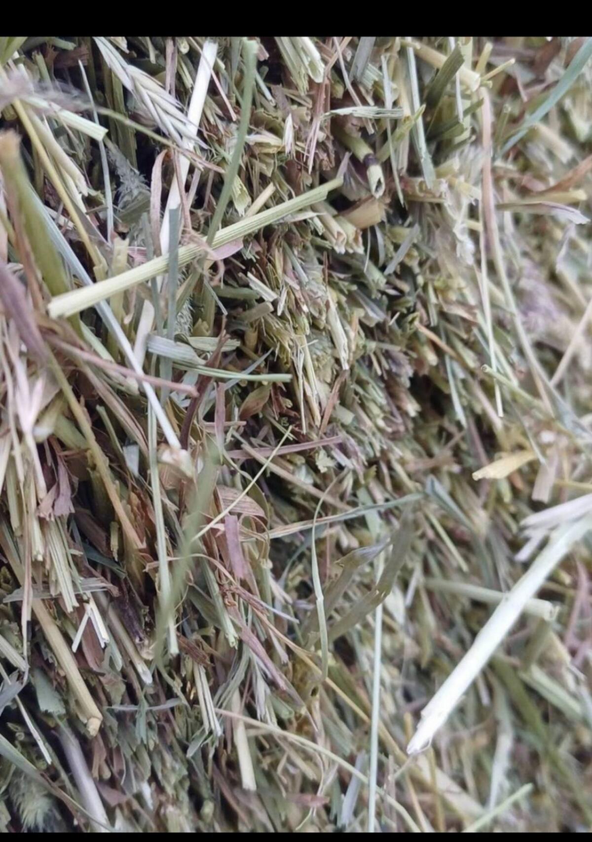 Heu 1. Schnitt 2025 2