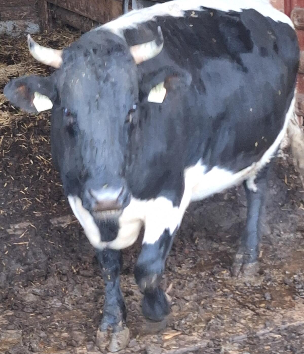 Verkaufe Kuh Gundi 1