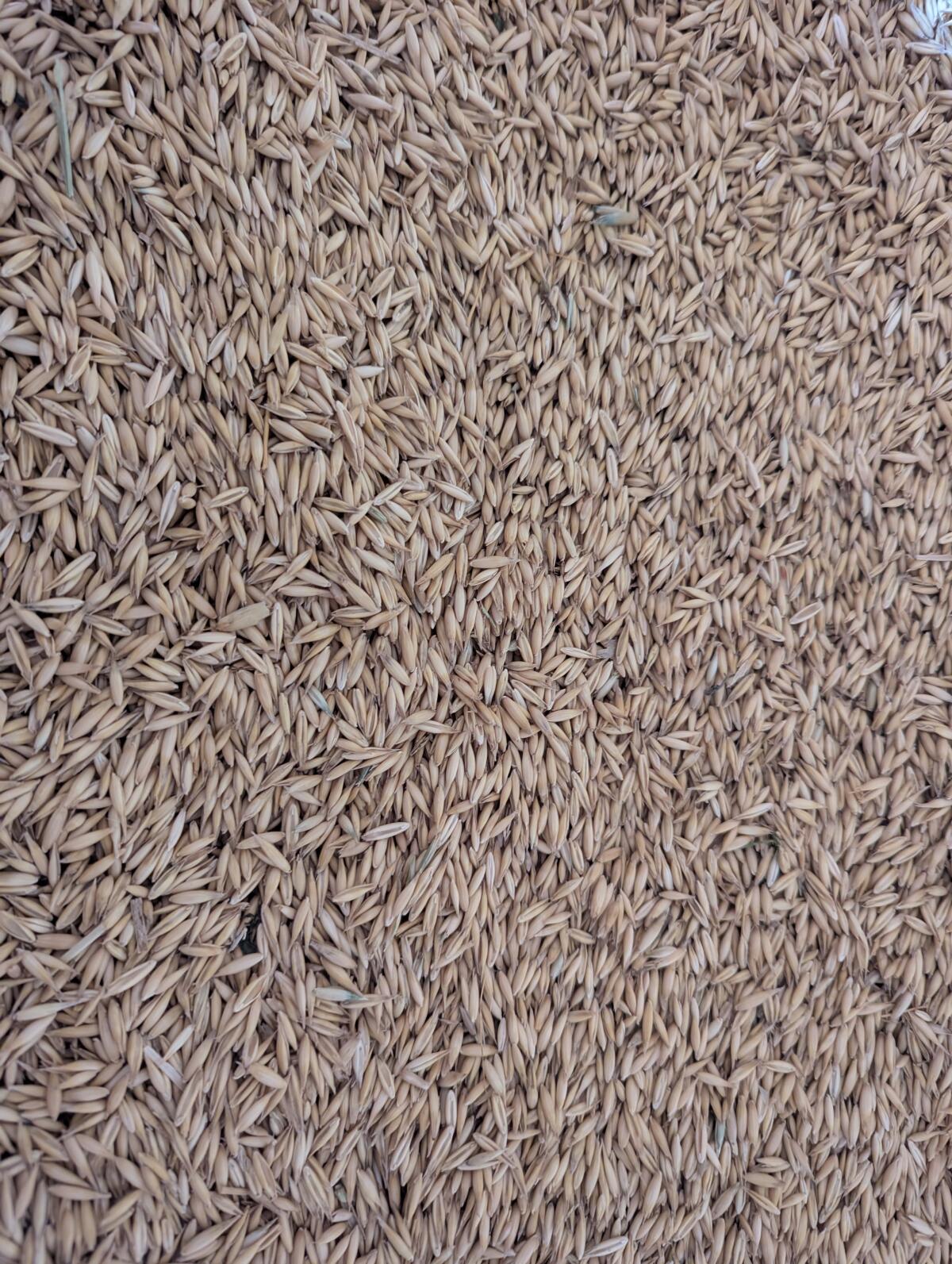 Futterhafer direkt vom Erzeuger, ab Hof im Hegau 2