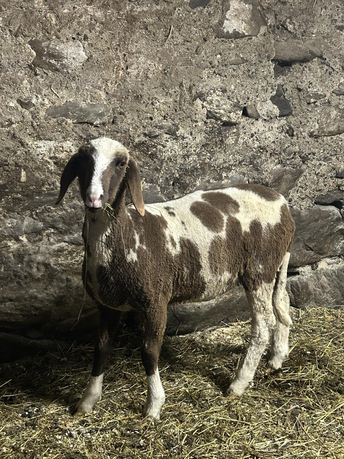 Weibliches, braun geschecktes Bergschaf 1