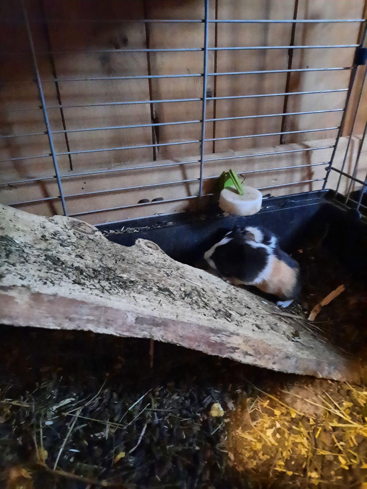 Meerschweinchen suchen ein neues Zuhause 1