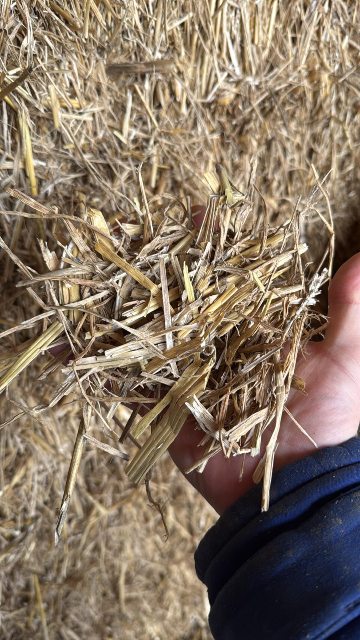 Verkaufe schönes Weizenstroh in Quaderbündeln Futterqualität 1