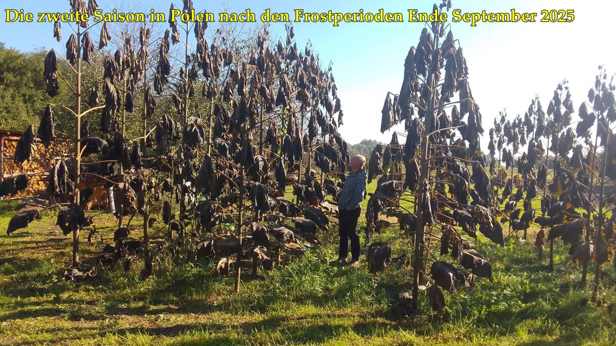 Paulownia Kiribaum Blauglockenbäume, einjährige Wurzelstöcke 1