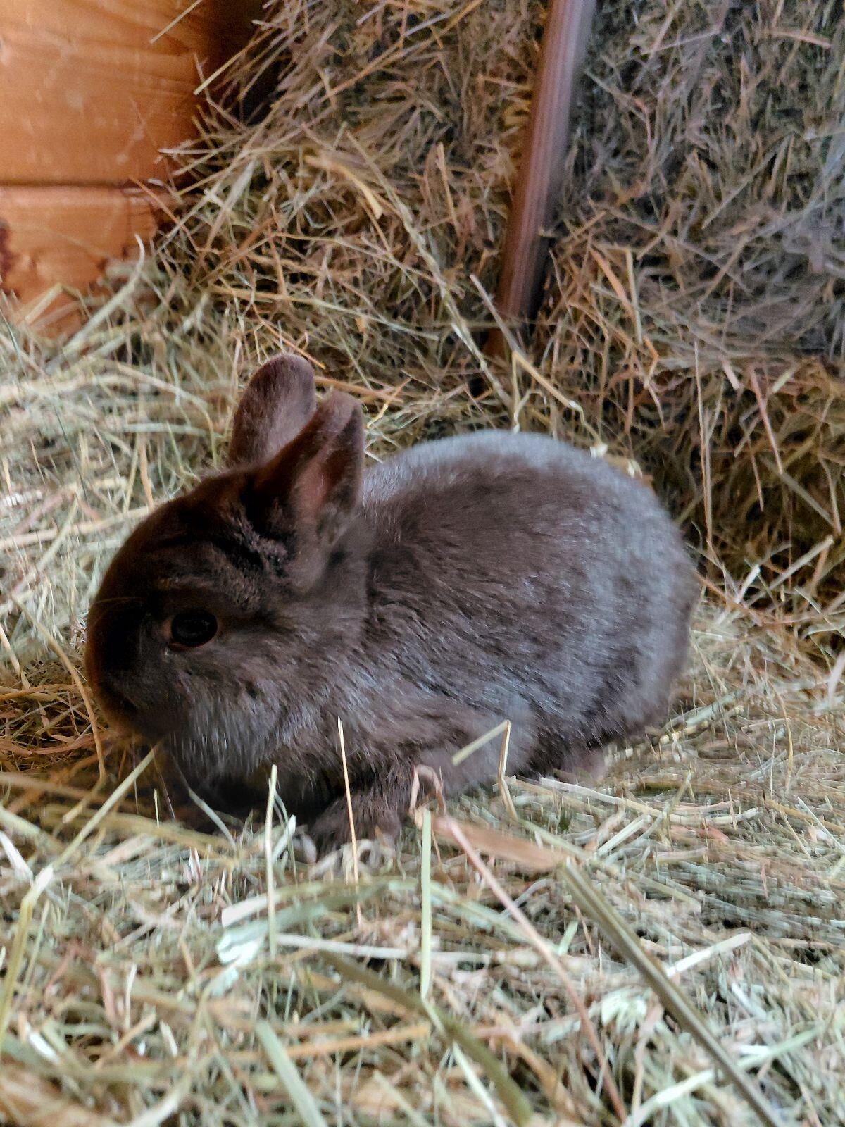 Farbenzwerg Havanna, Kaninchen, Zwerghase 1