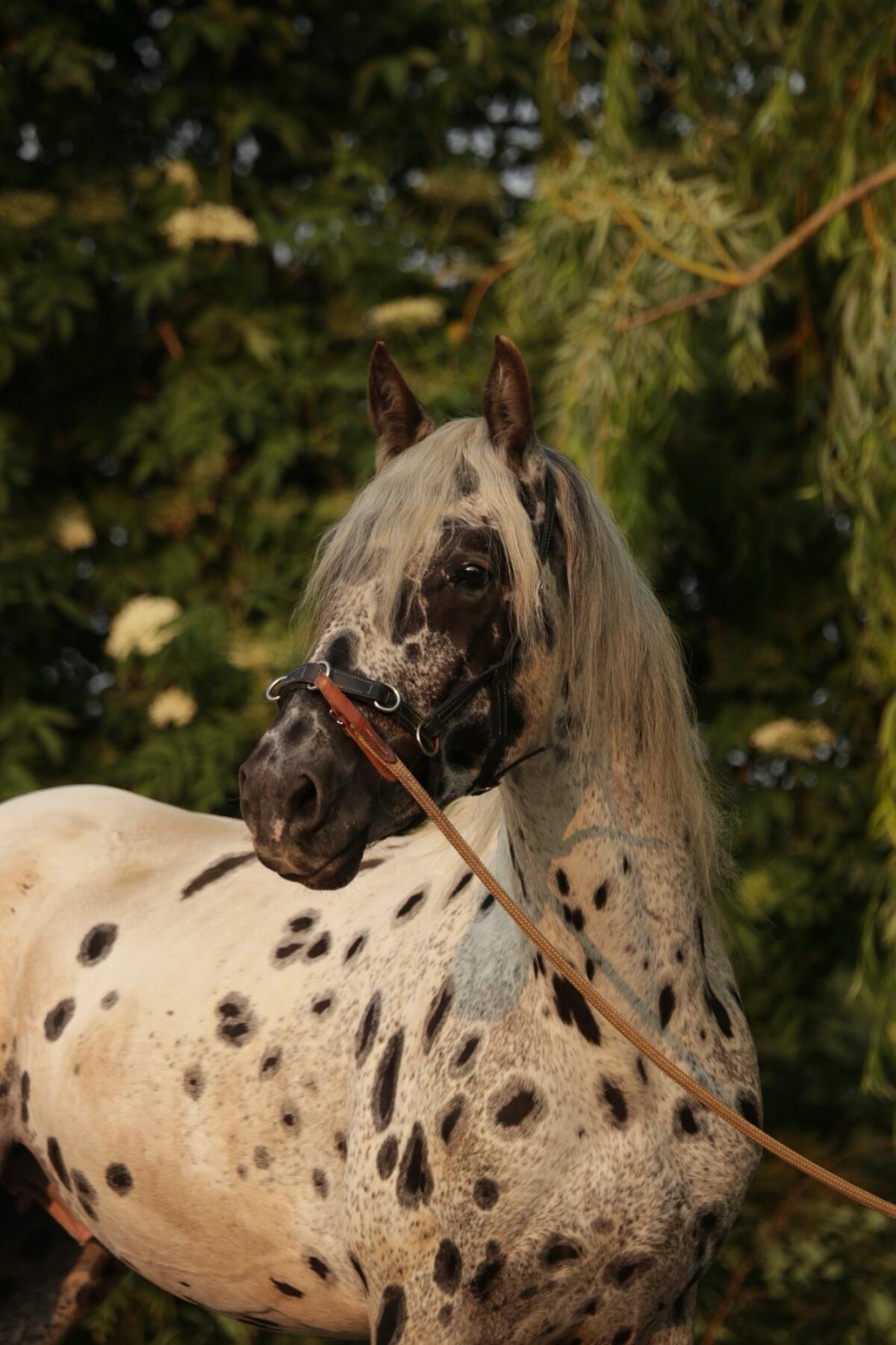 Appaloosa Wallach 2