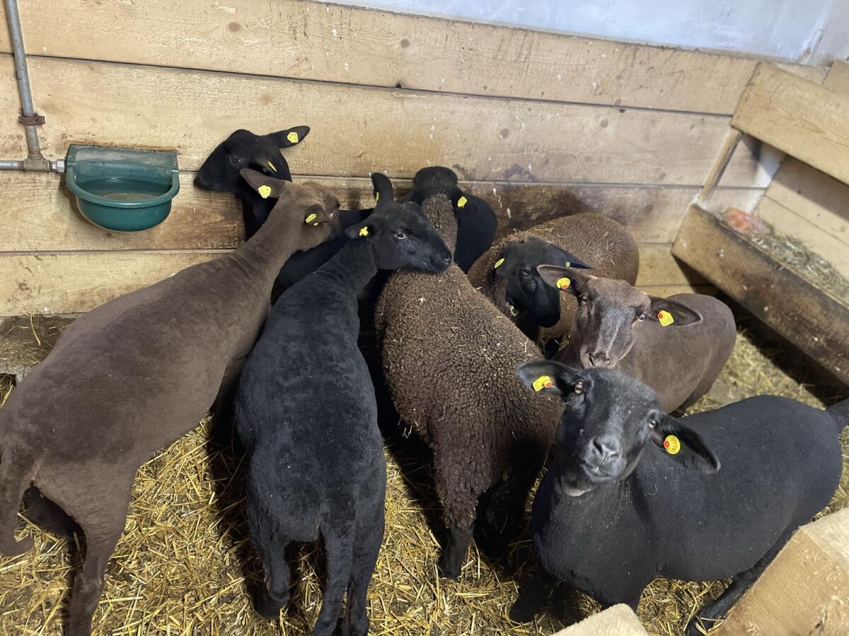 Weibliche herdbuchtaugliche Jura-Lämmer 2