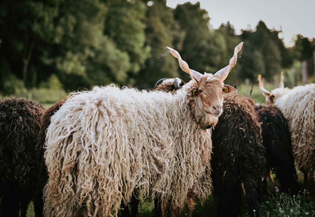 Ungarisches Zackelschaf - Lämmer, Jungwidder, Auen 3