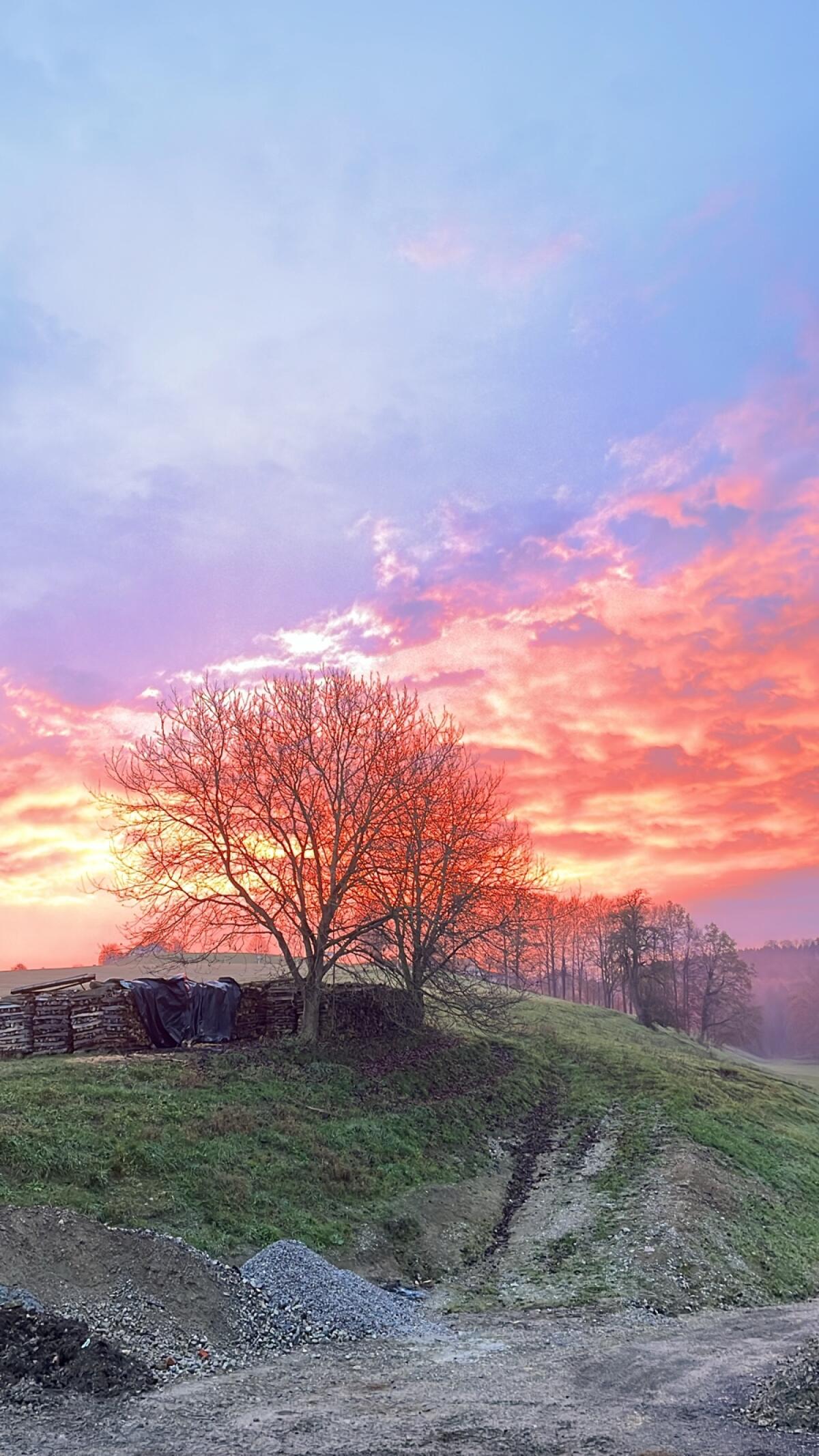 Brennholz Esche, Erle, Fichte 1