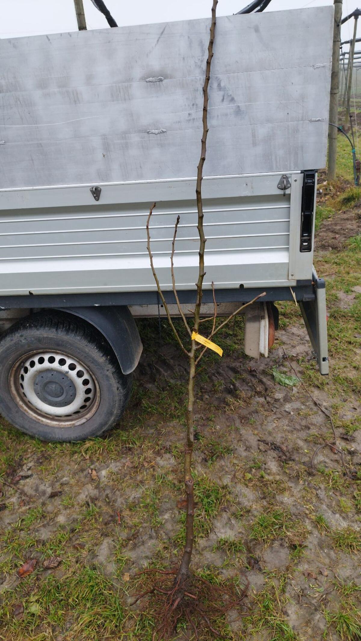 Bäume Williams Birne ca. 70 Stk. 1