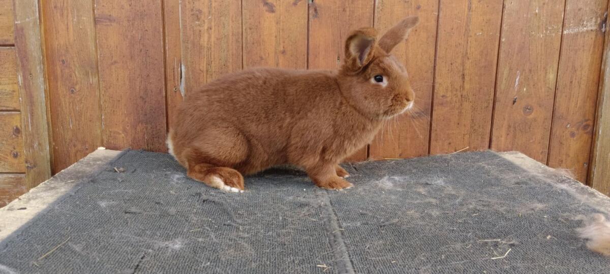 Roter Neuseeländer 1