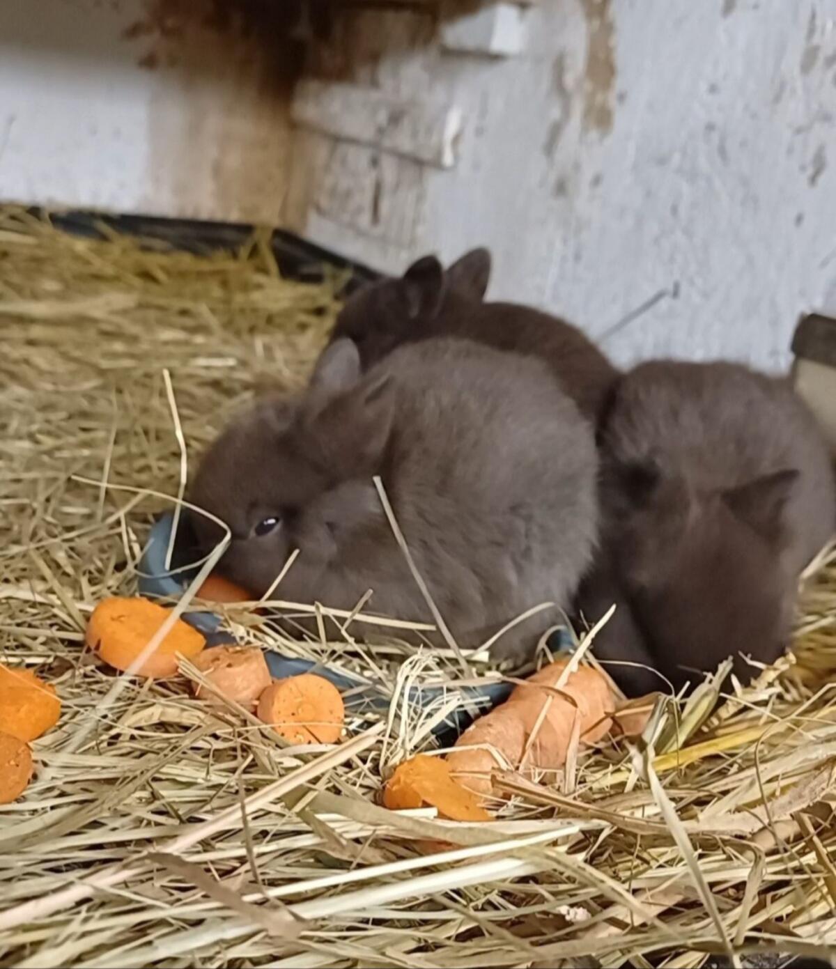 Farbenzwerg Havanna, Zwergkaninchen, Kaninchen 1