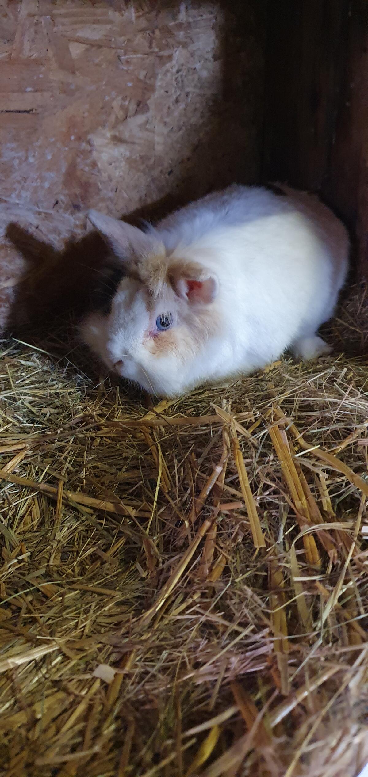 Zwerghasen und Fleischhase 2