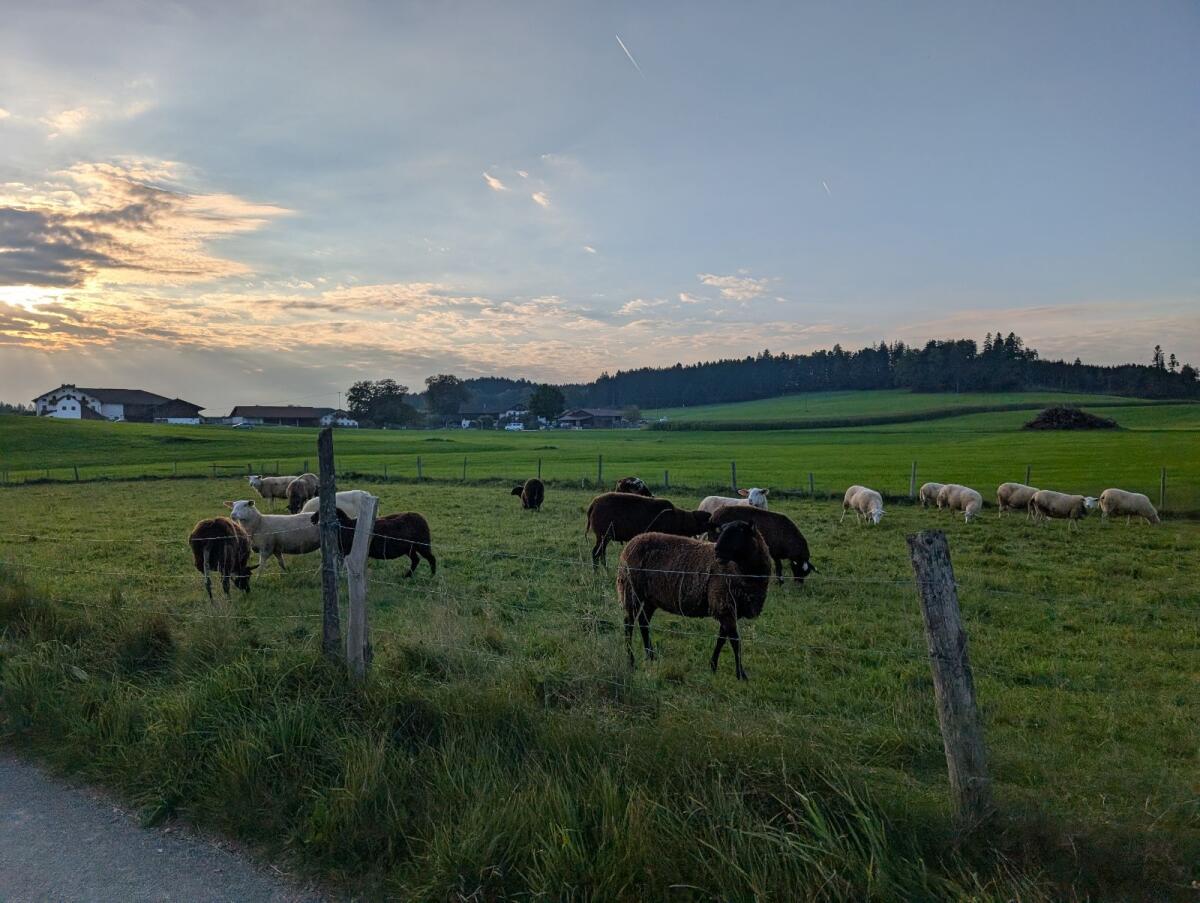 8 Bocklämmer Ostfriesische Milchschafe abzugeben 1