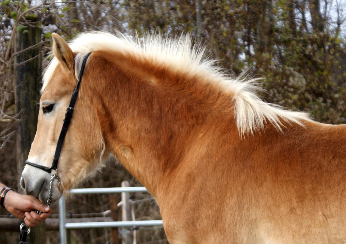 Tiroler Haflinger-Hengstfohlen nach Weltsiegerhengst Stainz 2