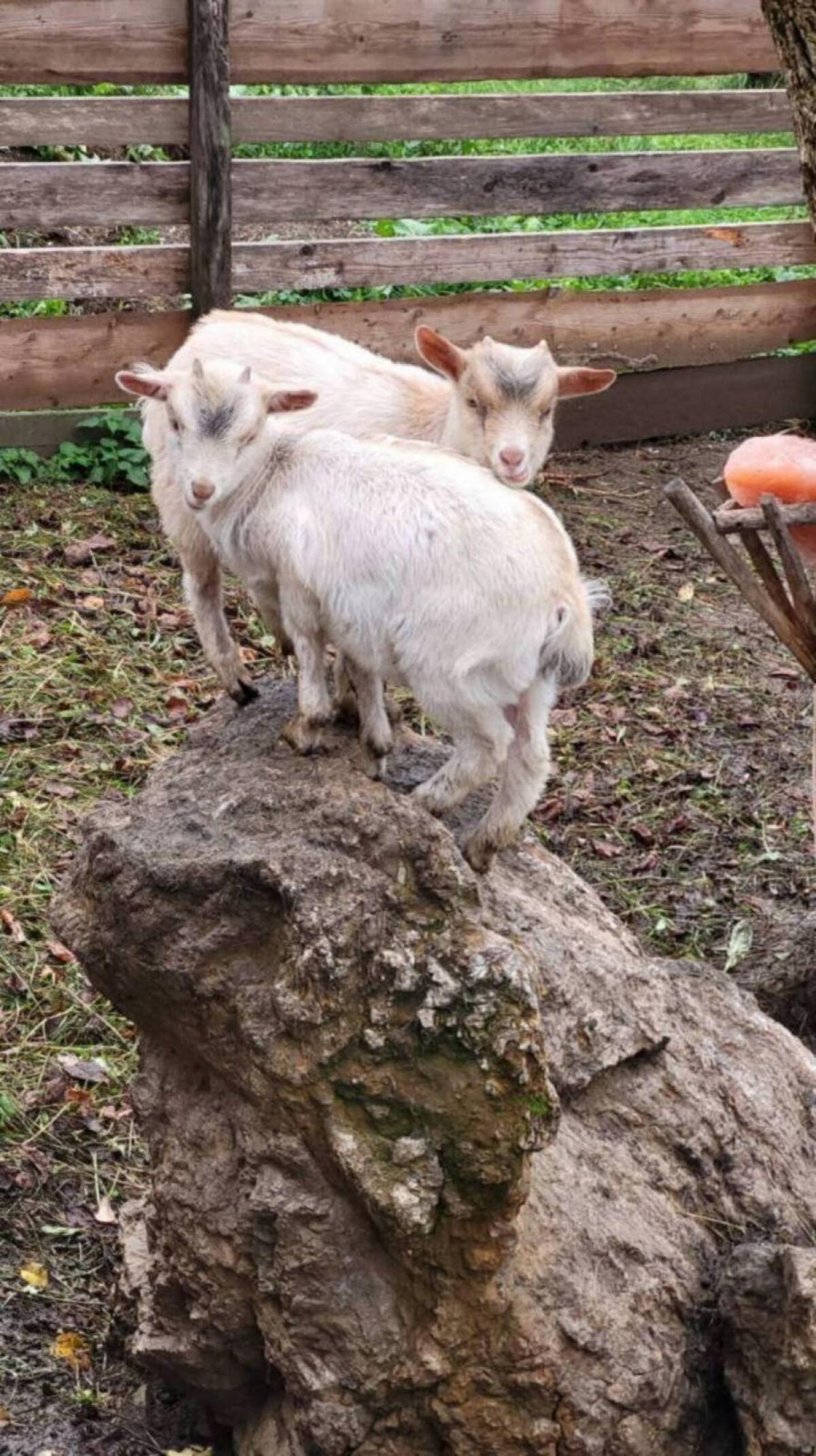 Zwergziege M zu verkaufen 1