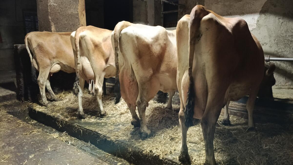 Jersey Jungkühe und trächtige Kalbinnen 1