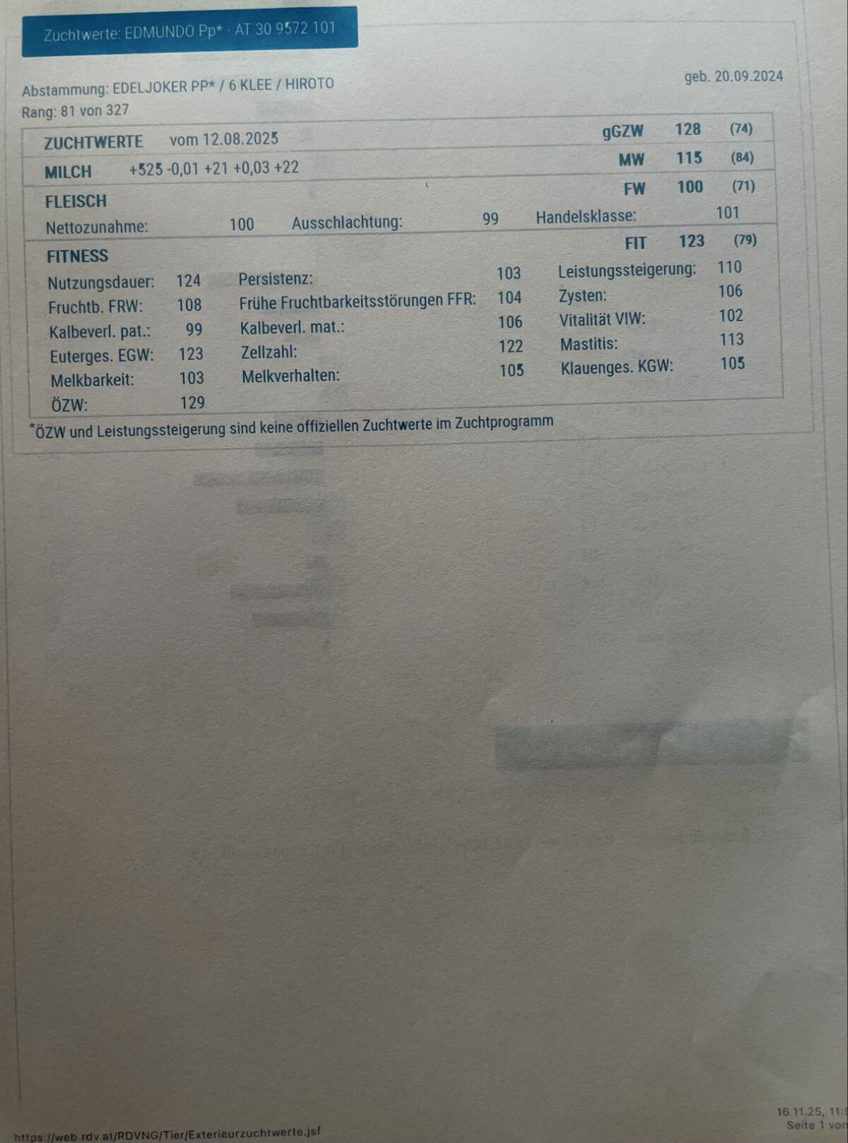 Hornlose Deckstiere zu verkaufen 2