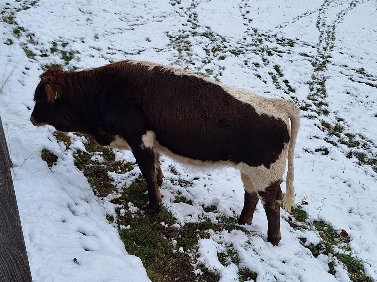 Grauvieh Kreuzung weiblich BIO 2